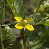 Ludwigia hyssopifolia (G.Don) Exell